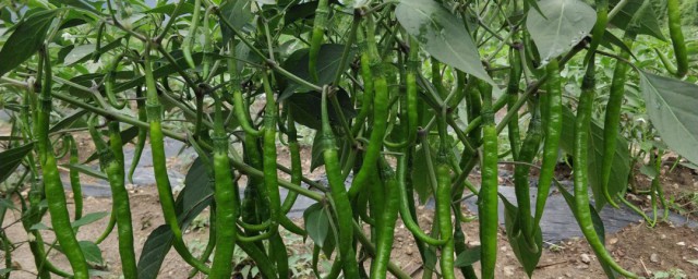 大棚尖辣椒种植时间及要领 大棚辣椒具体种植方式