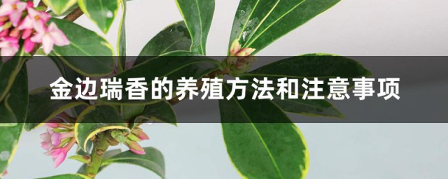 瑞香的种植及养护要领 金边瑞香的养殖方法和注意事项