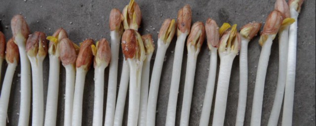 花生芽的种植技巧 怎样种花生芽