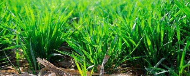 小麦的栽培与管理技巧 小麦种植技术与管理