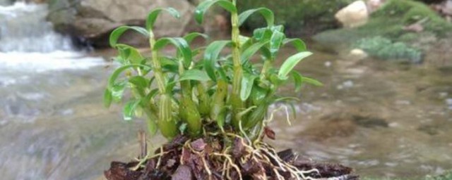 石斛的种植方式 石斛怎么栽培