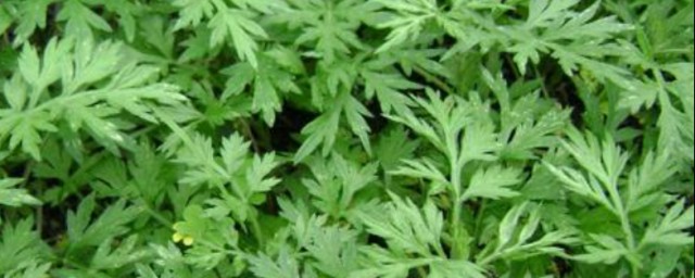 五月艾和艾草的区别 五月艾和艾草有哪些区别