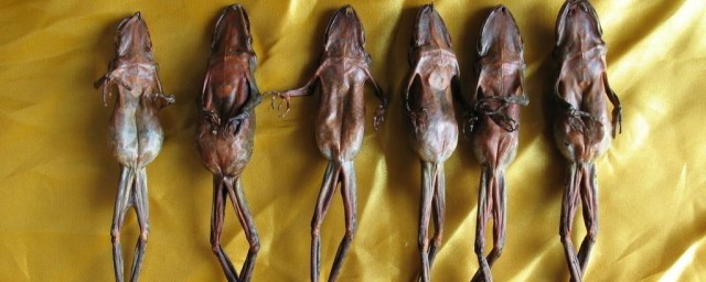干林蛙怎样吃 林蛙干怎样食用