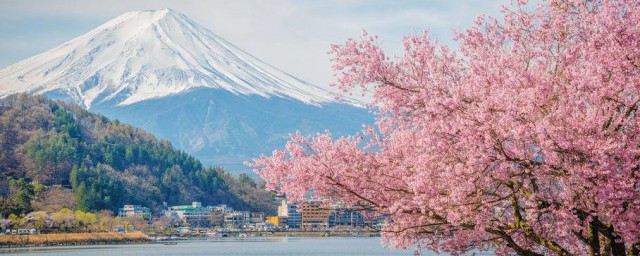 日本做客礼仪是什么 日本有哪些做客礼仪