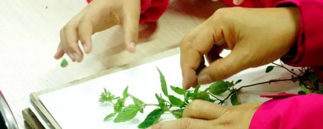花标本怎么做 如何制作鲜花标本