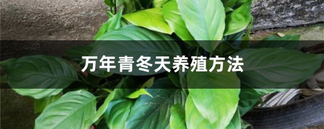 万年青树冬季养殖要领 万年青树冬天如何养