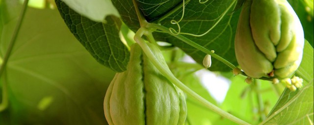 河南佛手瓜种植要领 河南佛手瓜种植要领介绍