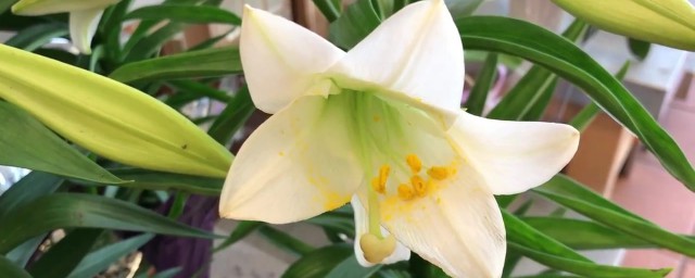 百合花的养护方式 百合花如何养护