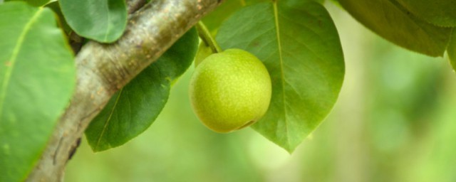 玻璃海棠花的养殖技巧和注意事项 怎样养殖玻璃海棠花