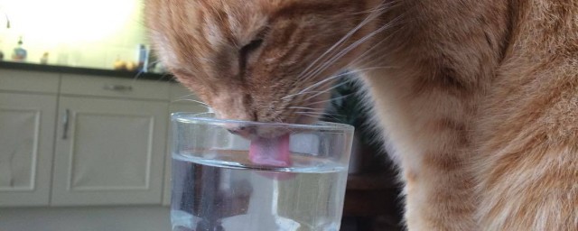 让猫咪多喝水的技巧 怎样能让猫咪多喝水