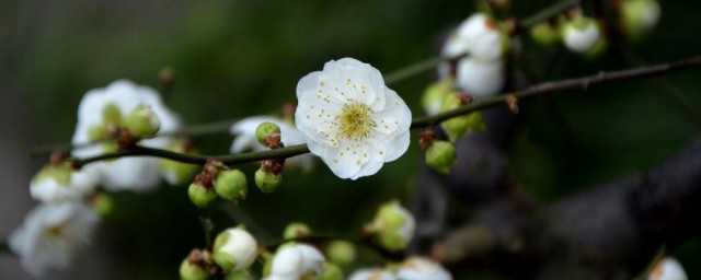 白梅花是什么花 白梅花的主要产地是哪里