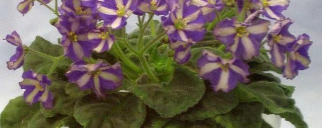 寝室种花次序 寝室怎样种花