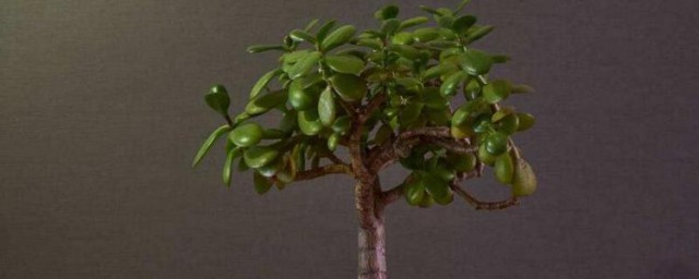 摇钱树的精确种植技巧和注意事项 摇钱树的精确种植技巧和注意事项简介