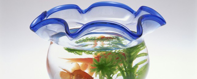 家里停电鱼缸没氧气怎样办 鱼缸养鱼的注意事项