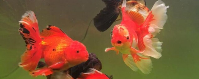 金鱼的寓意和象征 金鱼简介