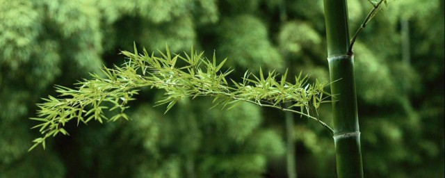 竹子是裸子植物还是被子植物 被子植物有什么特点呢