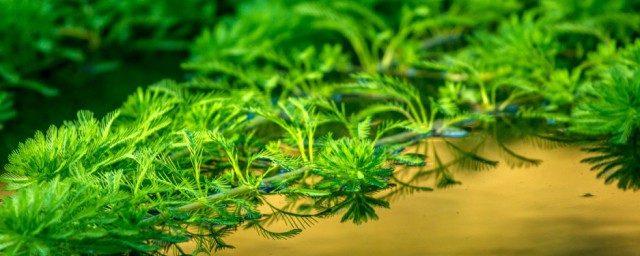 水草有种子吗 水草有没有种子