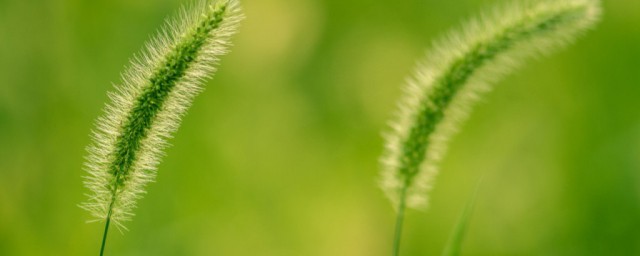 谷穗和狗尾巴草的区别 谷穗和狗尾巴草的区别有哪些
