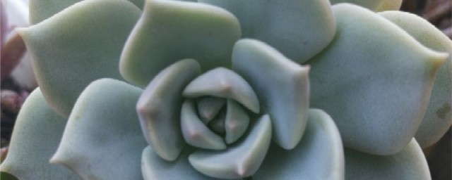 白牡丹的繁殖技巧是什么 繁殖白牡丹的诀窍