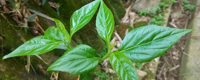 银子菜学名叫什么 银子菜介绍