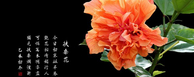 扶桑花的寓意和象征是什么 扶桑花简介