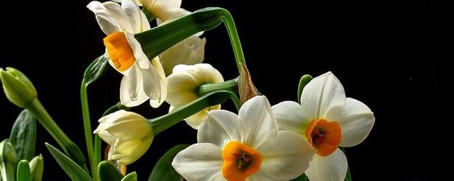 长水仙花养殖技巧 长水仙花养殖技巧简述