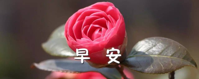 浪漫早安问候语句子 优美的早晨祝福语推荐