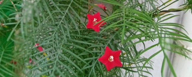 茑萝的养殖技巧 茑萝怎样养护