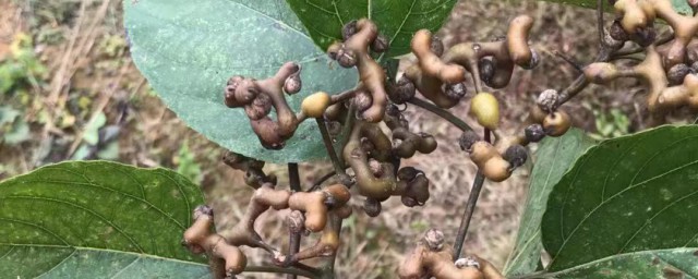 拐枣怎样剥皮 拐枣剥皮技巧简介