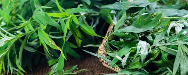 清明草和艾草的区别 如何区别清明草和艾草