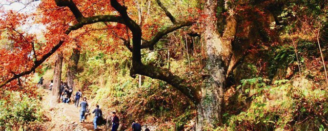 温州红枫古道在哪里 温州红枫古道怎样去