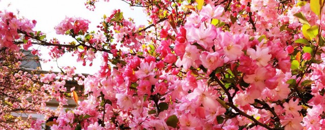 红叶海棠花如何养殖 红叶海棠花养多久会开花