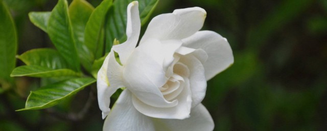 移栽栀子花的要领 栀子花如何移栽