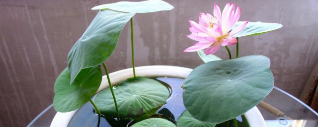水培碗莲的种植技巧 水培碗莲怎样种植