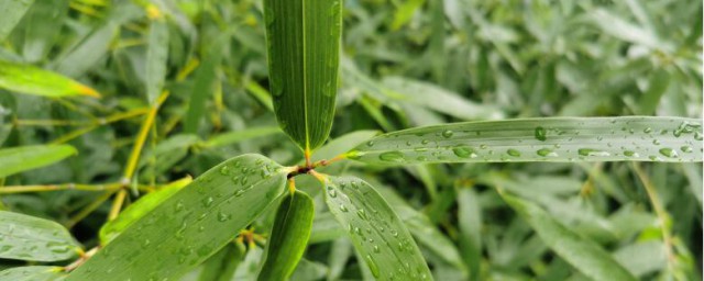 枫韦竹的养殖技巧 枫韦竹怎样种植