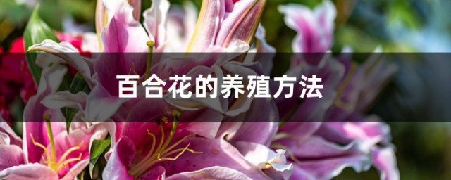 百合的养殖方式 百合花的养殖要领介绍