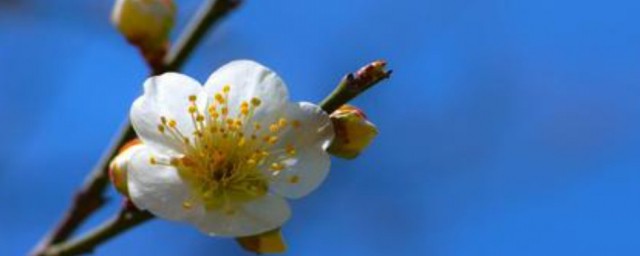 梅花香自苦寒来的特点 梅花香自苦寒来的寓意是什么