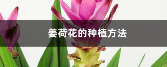 姜荷花的种植要领 姜荷花的种植要领有哪些