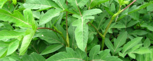 野辣菜长期保存要领 保存野辣菜要领