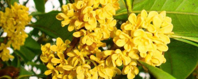 鲜桂花保存技巧 鲜桂花怎样保存