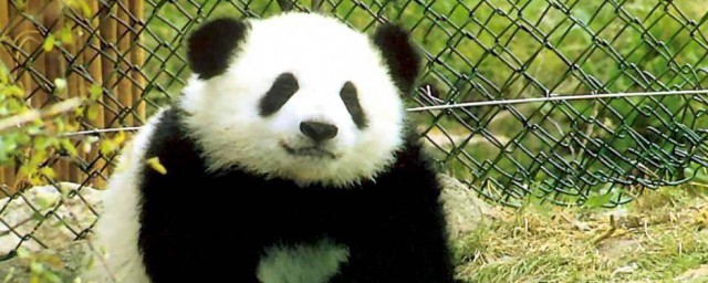 卧龙自然保护区保护什么动物 卧龙自然保护区保护的动物列述