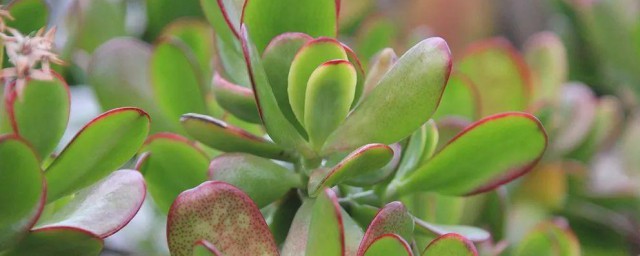 玉树花的养殖技巧 玉树花的养殖技巧简单简介