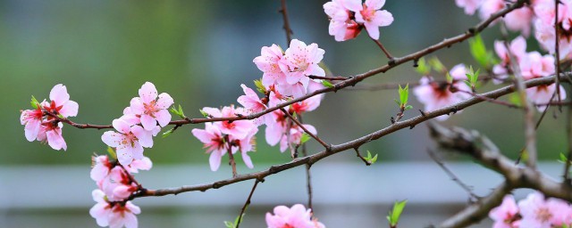 广东人过年摆桃花是为什么 桃花介绍