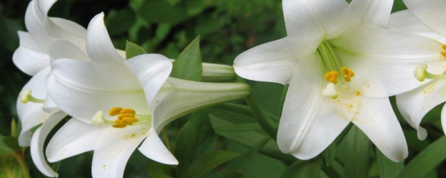 百合花怎么种植 百合花浇水要领