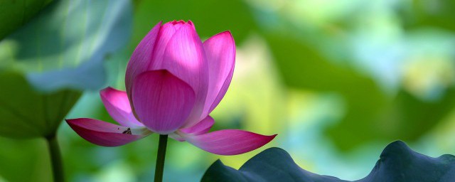 怎样养花才不会使花死掉 养花6个要点
