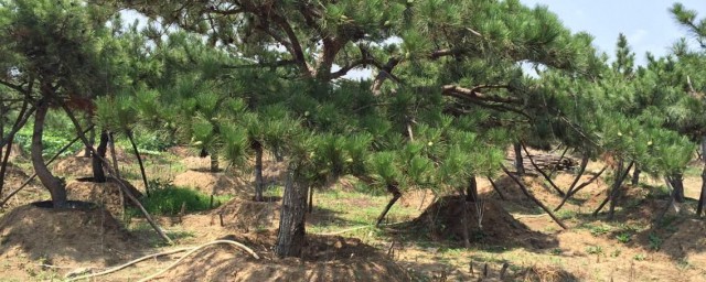 松树怎样种植技巧 松树的种植技巧简介