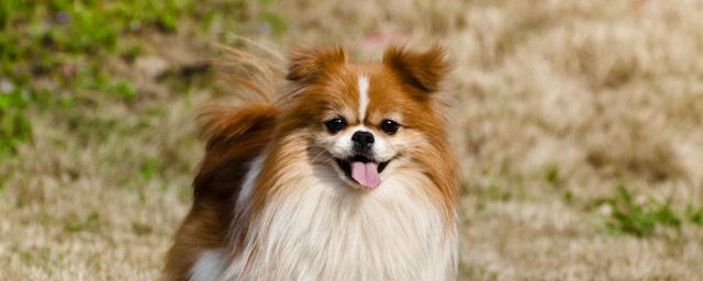 博美犬的训练技巧 博美犬的训练技巧推荐