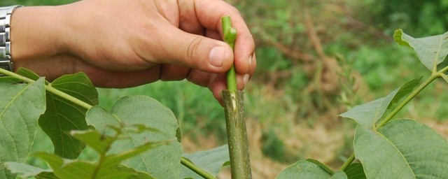树的嫁接方式大全 嫁接树的方法大全