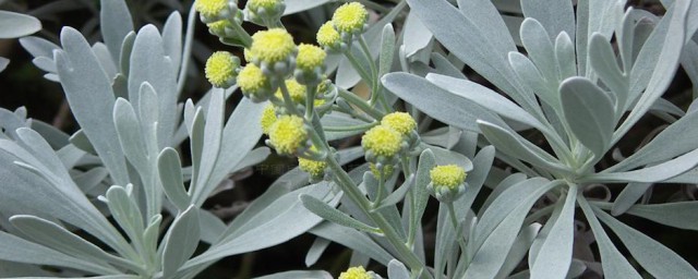 芙蓉菊在家居中的作用 芙蓉菊在家居中的作用是什么