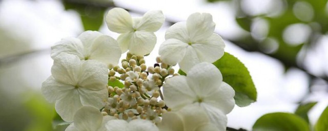琼花在家居中的作用 琼花的简单简介